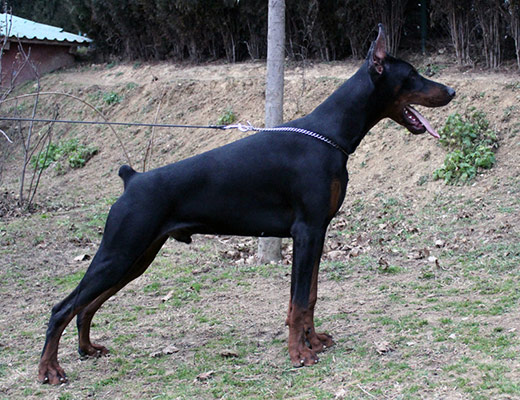 omar-pasa
