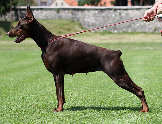 olivera1