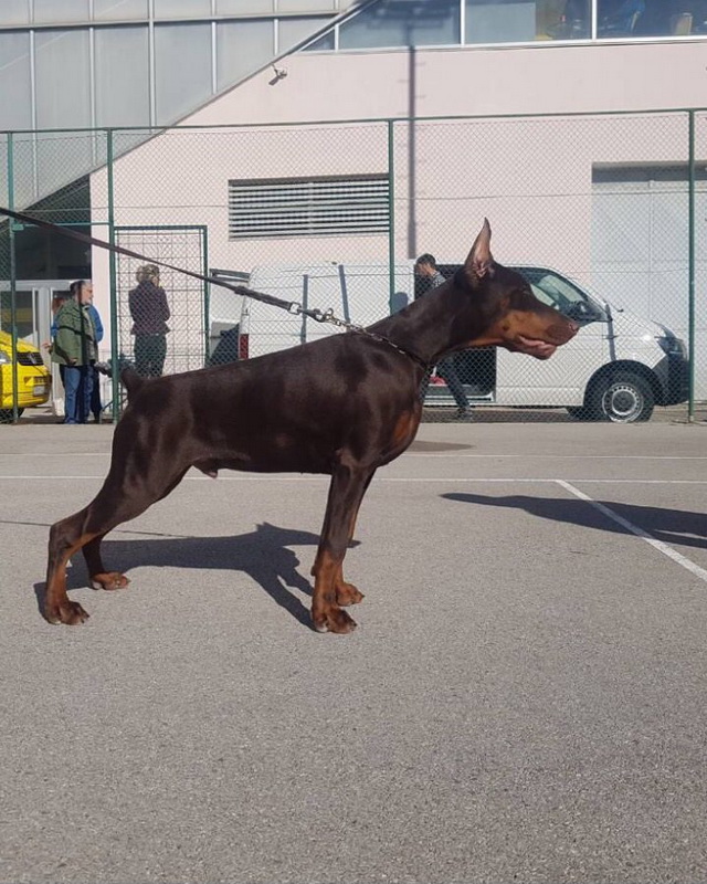 cezar