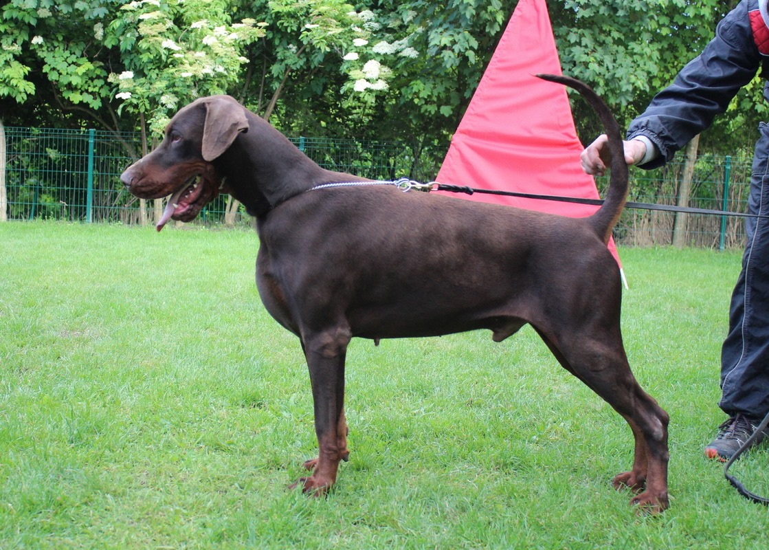 cacib02