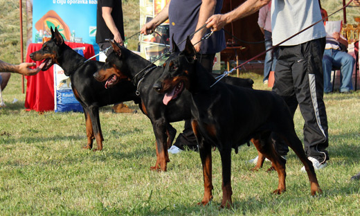 apach-zulywarrior-tijana